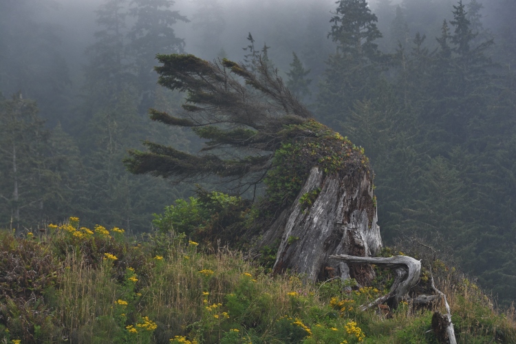tree blown by wind